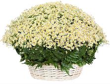 Цветочная композиция из Ромашки в корзине #REPLACE_PRED# Куртамыше